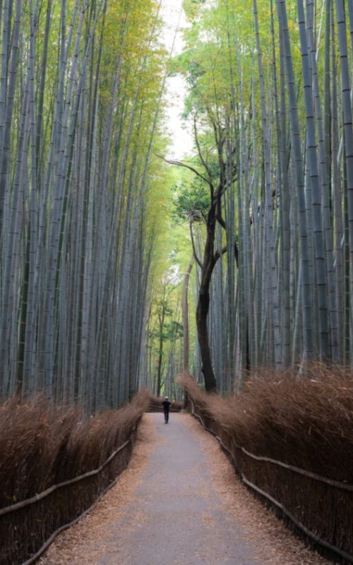 arashiyama resized